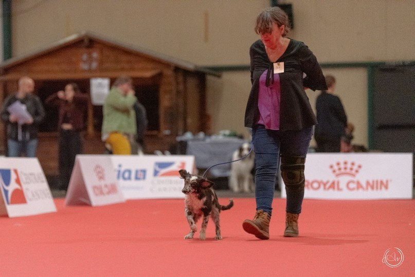 Aribet du Champ D'Onix