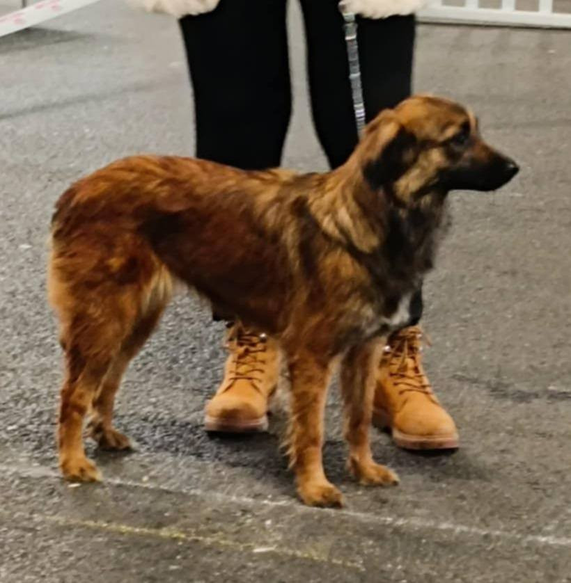 Ugoline du Champ D'Onix