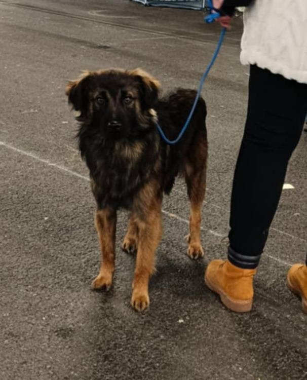 Ursus du Champ D'Onix