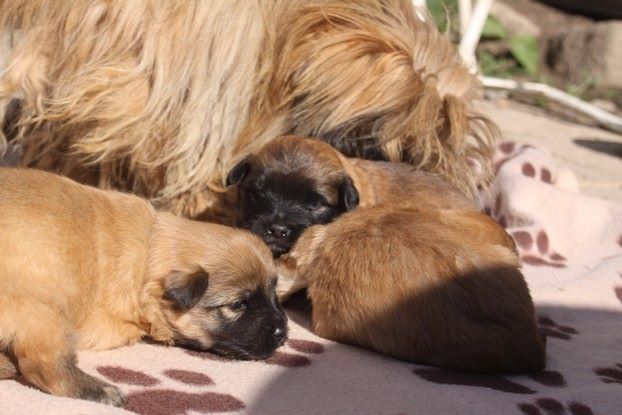du Champ D'Onix - Des chiots disponibles