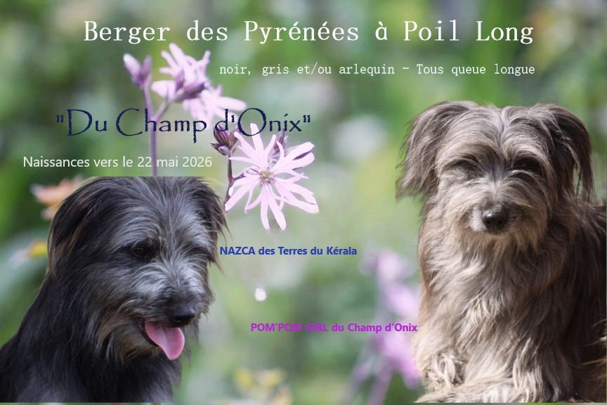 et pourquoi pas des petits arlequins