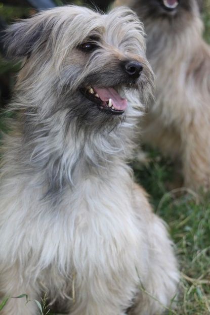 Bientôt des chiots