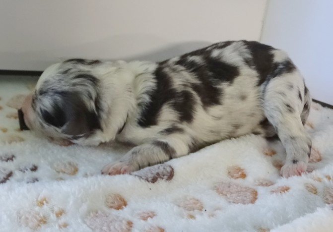 du Champ D'Onix - Chiots disponibles - Berger des Pyrenees à face rase