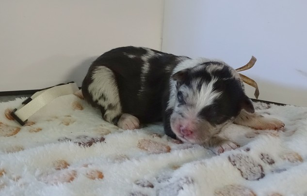 du Champ D'Onix - Chiots disponibles - Berger des Pyrenees à face rase