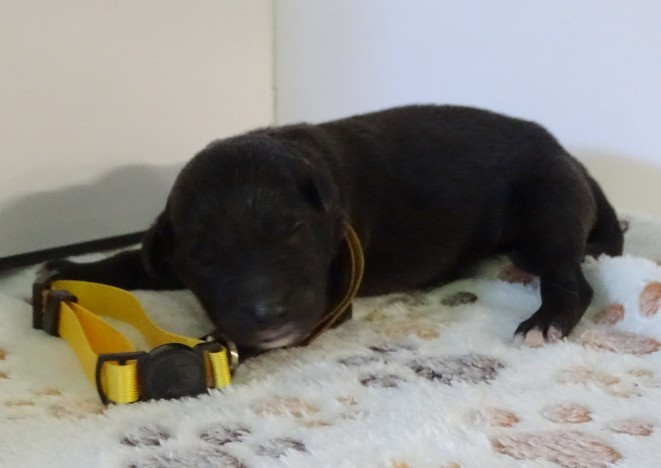 du Champ D'Onix - Chiots disponibles - Berger des Pyrenees à face rase