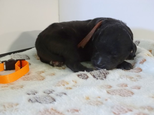 du Champ D'Onix - Chiots disponibles - Berger des Pyrenees à face rase