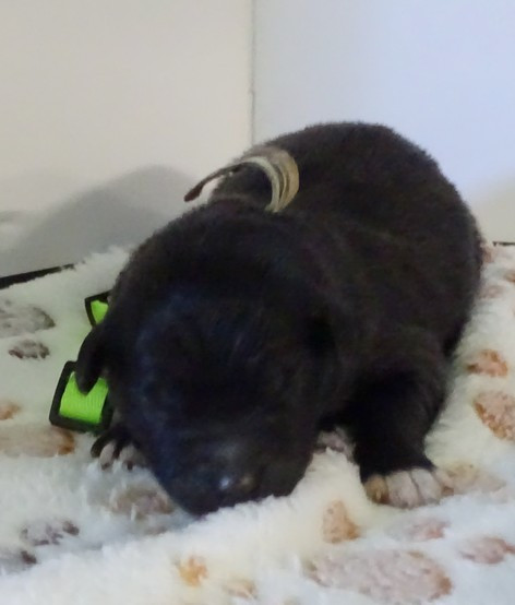 du Champ D'Onix - Chiots disponibles - Berger des Pyrenees à face rase
