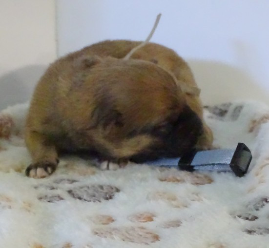 du Champ D'Onix - Chiots disponibles - Berger des Pyrenees à poil long