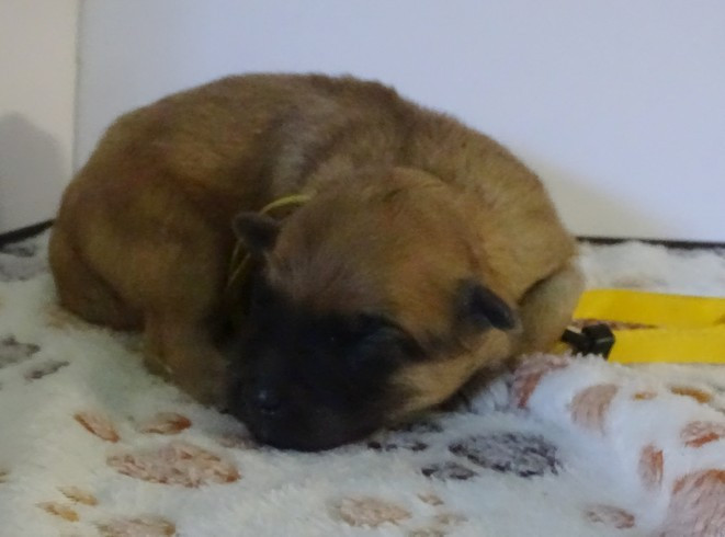 du Champ D'Onix - Chiots disponibles - Berger des Pyrenees à poil long