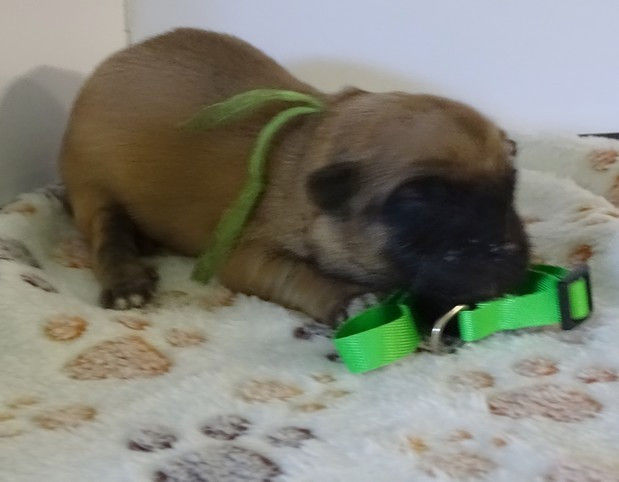 du Champ D'Onix - Chiots disponibles - Berger des Pyrenees à poil long