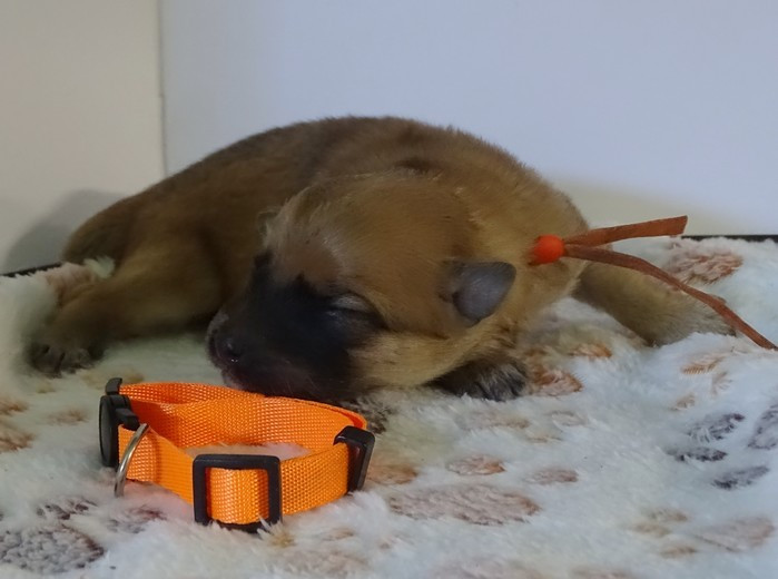 du Champ D'Onix - Chiots disponibles - Berger des Pyrenees à poil long
