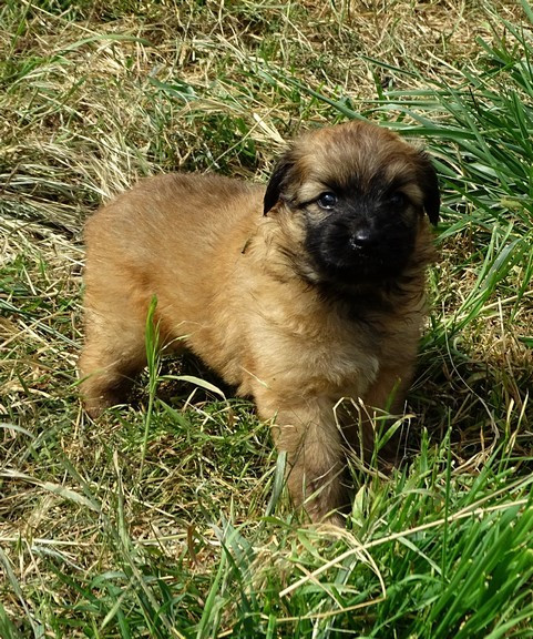 du Champ D'Onix - Chiots disponibles - Berger des Pyrenees à poil long