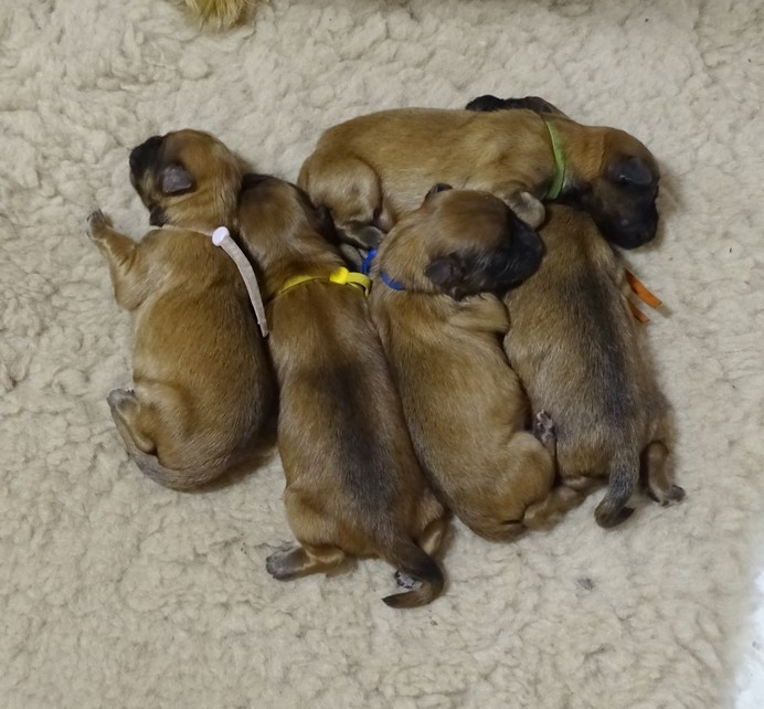 Chiot Berger des Pyrenees à poil long du Champ D'Onix
