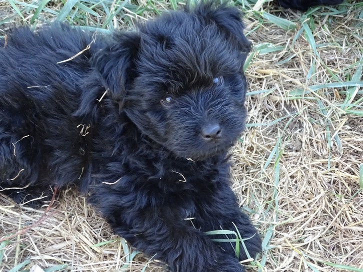 du Champ D'Onix - Chiots disponibles - Berger des Pyrenees à poil long