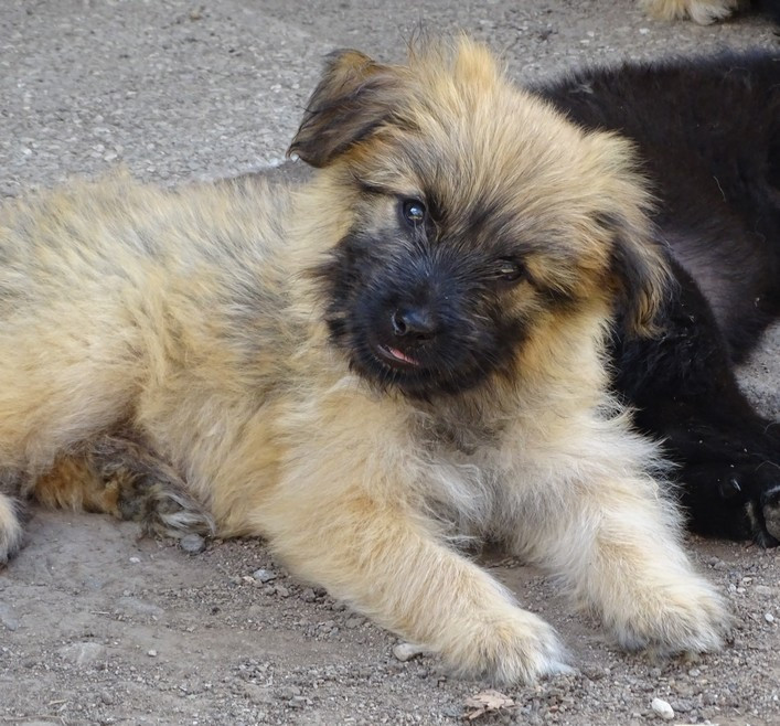 du Champ D'Onix - Chiots disponibles - Berger des Pyrenees à poil long