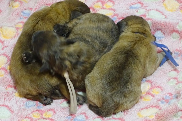 du Champ D'Onix - Chiots disponibles - Berger des Pyrenees à poil long