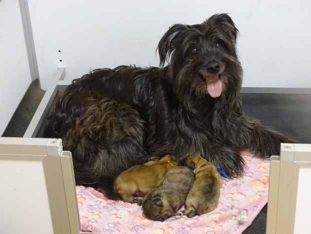Chiot Berger des Pyrenees à poil long du Champ D'Onix