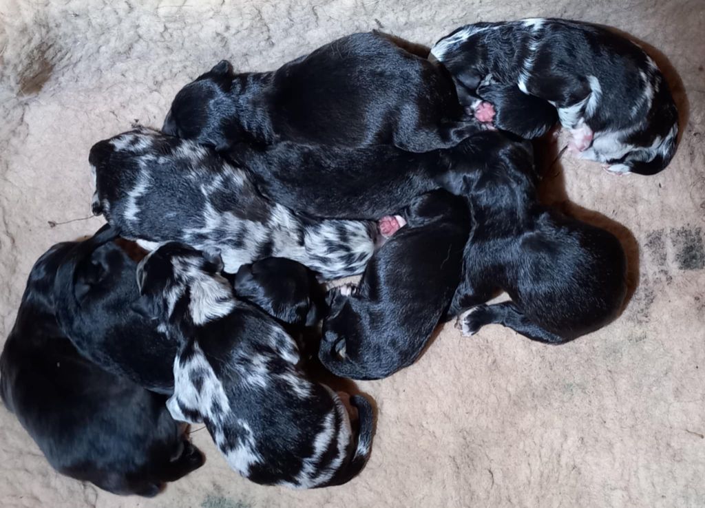 Chiot Berger des Pyrenees à face rase du Champ D'Onix