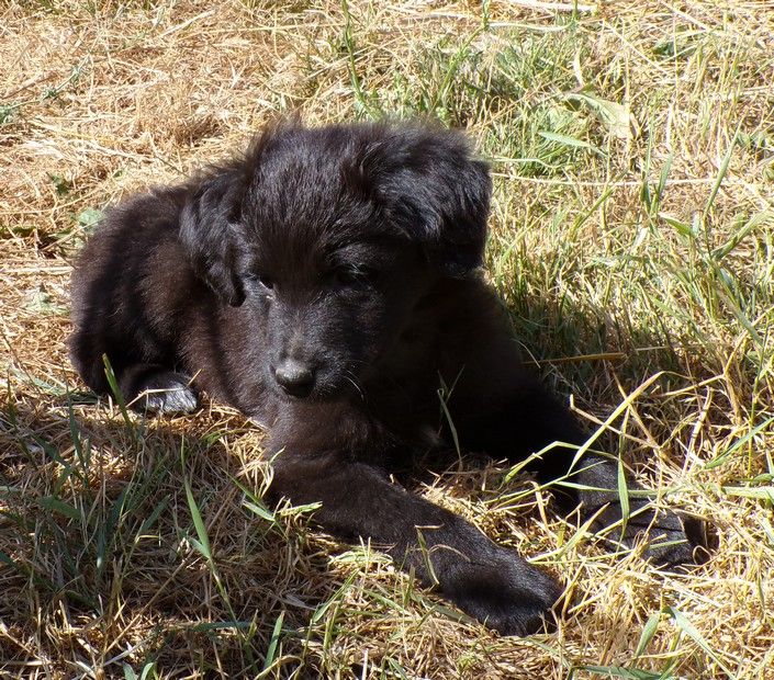 du Champ D'Onix - Chiots disponibles - Berger des Pyrenees à face rase