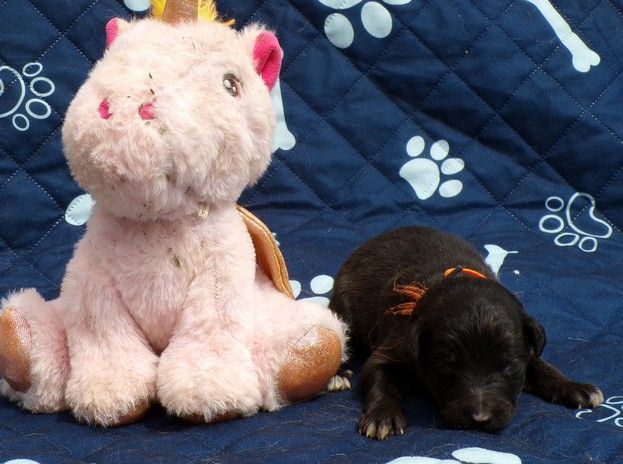 du Champ D'Onix - Chiots disponibles - Berger des Pyrenees à face rase
