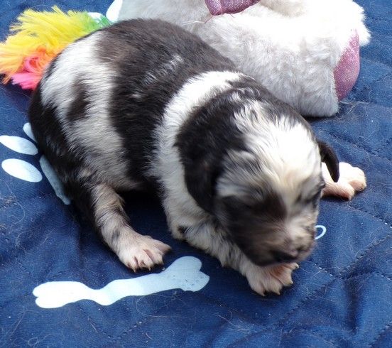 du Champ D'Onix - Chiots disponibles - Berger des Pyrenees à face rase