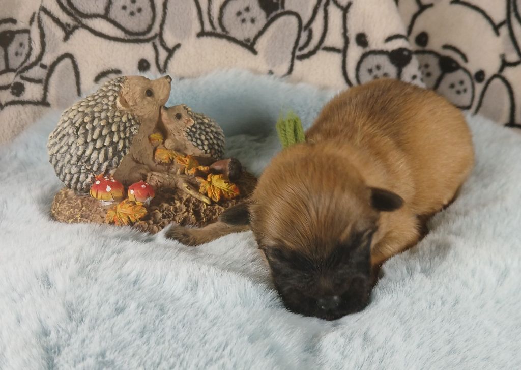du Champ D'Onix - Chiots disponibles - Berger des Pyrenees à poil long