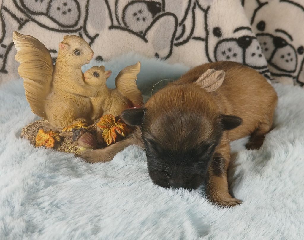 du Champ D'Onix - Chiots disponibles - Berger des Pyrenees à poil long