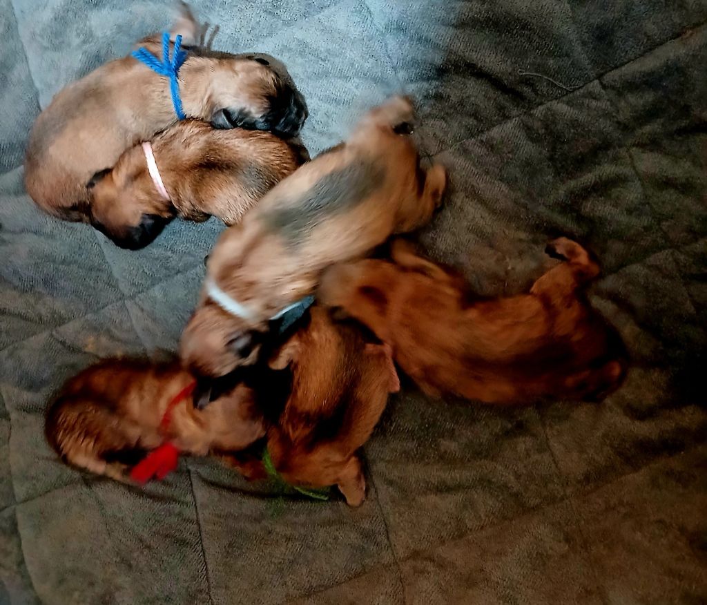 Chiot Berger des Pyrenees à poil long du Champ D'Onix