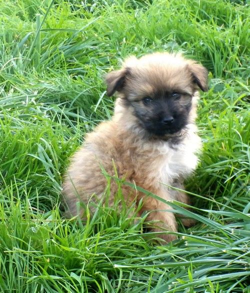 du Champ D'Onix - Chiots disponibles - Berger des Pyrenees à poil long