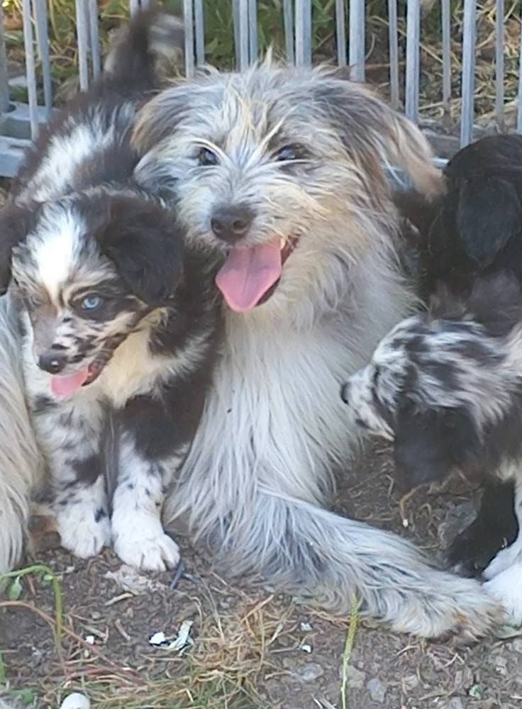 Chiot Berger des Pyrenees à face rase du Champ D'Onix