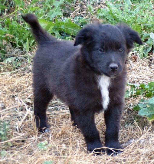 du Champ D'Onix - Chiots disponibles - Berger des Pyrenees à face rase