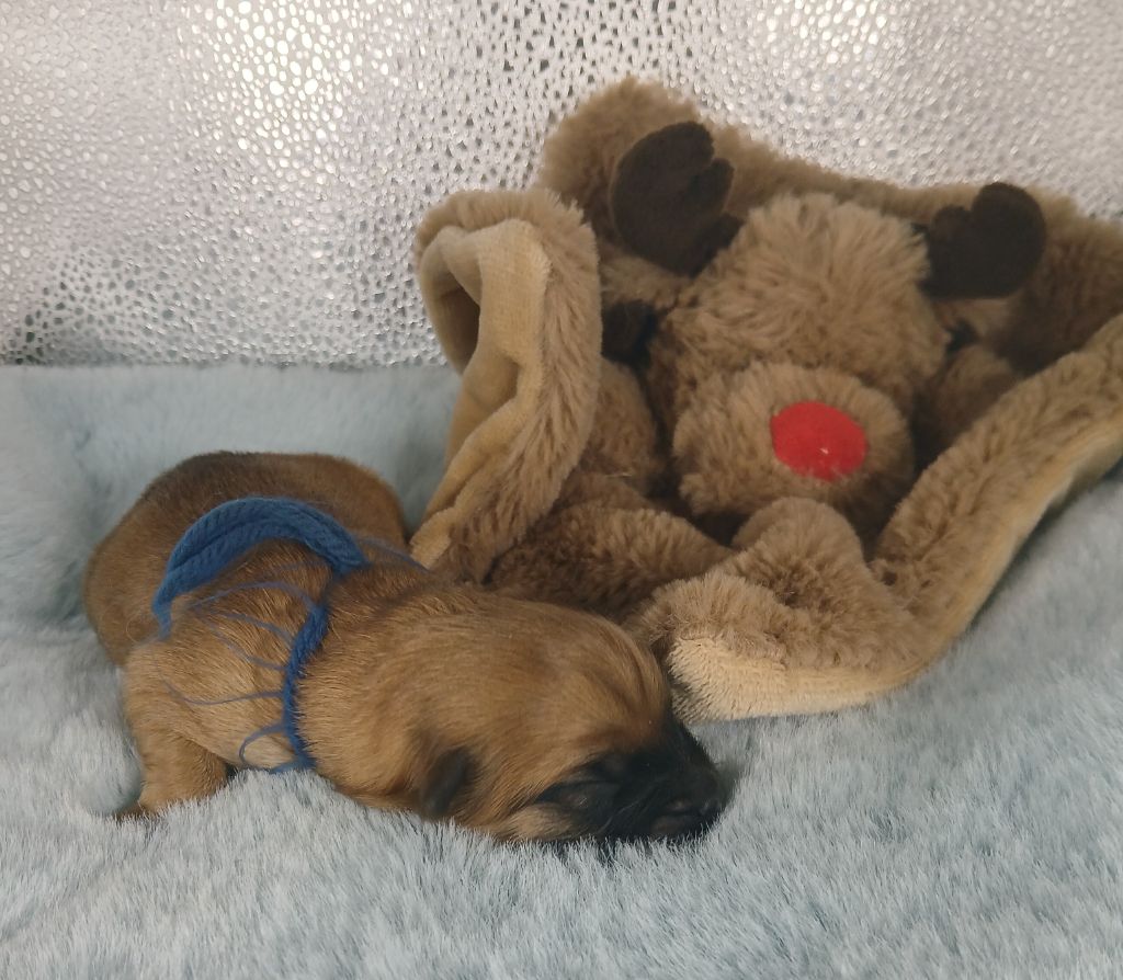 du Champ D'Onix - Chiots disponibles - Berger des Pyrenees à poil long