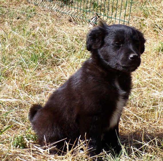du Champ D'Onix - Chiots disponibles - Berger des Pyrenees à face rase