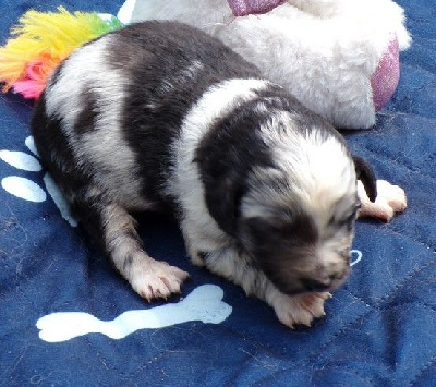 CHIOT 7
