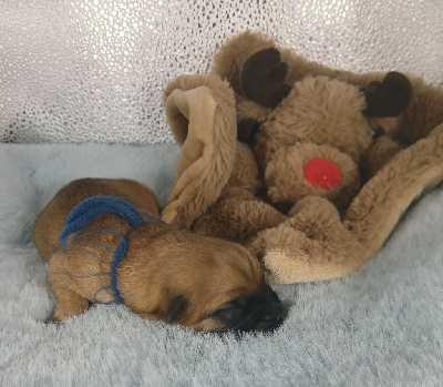 CHIOT