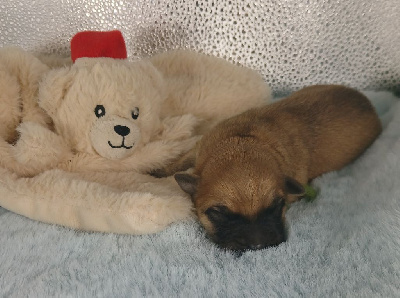 CHIOT