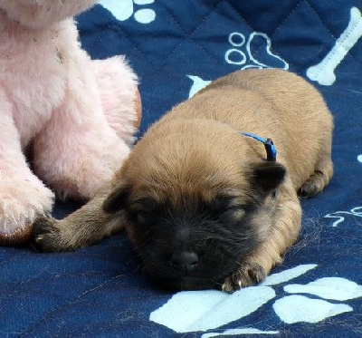 CHIOT 1