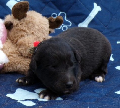 CHIOT 4