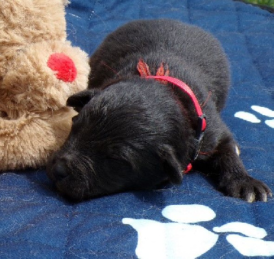 CHIOT 3