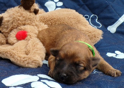 CHIOT 3