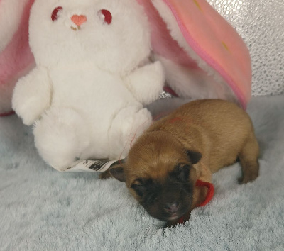 CHIOT