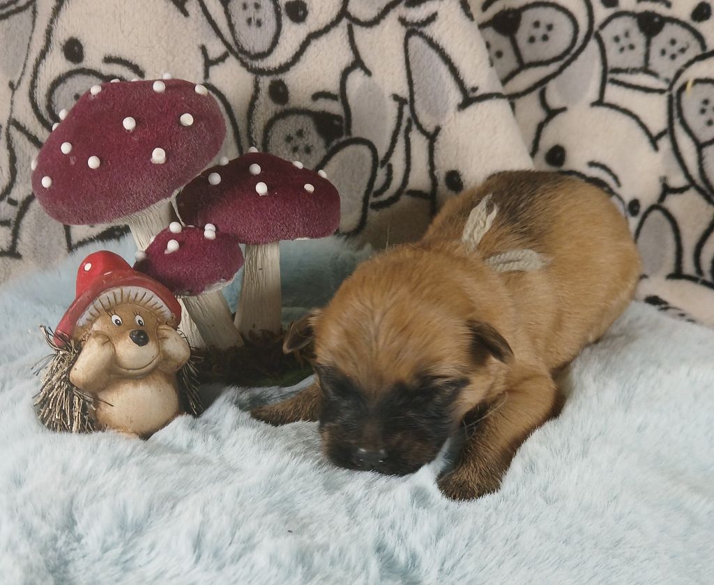 du Champ D'Onix - Chiots disponibles - Berger des Pyrenees à poil long