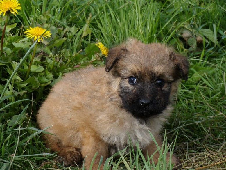 du Champ D'Onix - Chiots disponibles - Berger des Pyrenees à poil long