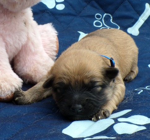 du Champ D'Onix - Chiots disponibles - Berger des Pyrenees à poil long