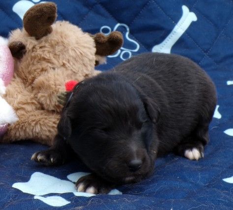 du Champ D'Onix - Chiots disponibles - Berger des Pyrenees à face rase