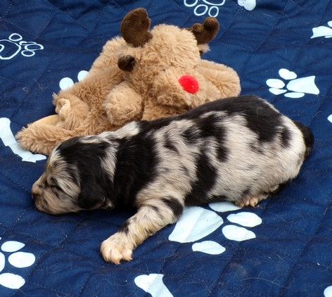 du Champ D'Onix - Chiots disponibles - Berger des Pyrenees à face rase