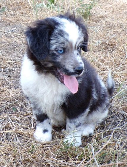 du Champ D'Onix - Chiots disponibles - Berger des Pyrenees à face rase