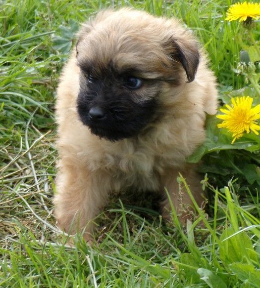 du Champ D'Onix - Chiots disponibles - Berger des Pyrenees à poil long