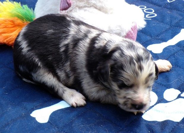 du Champ D'Onix - Chiots disponibles - Berger des Pyrenees à face rase
