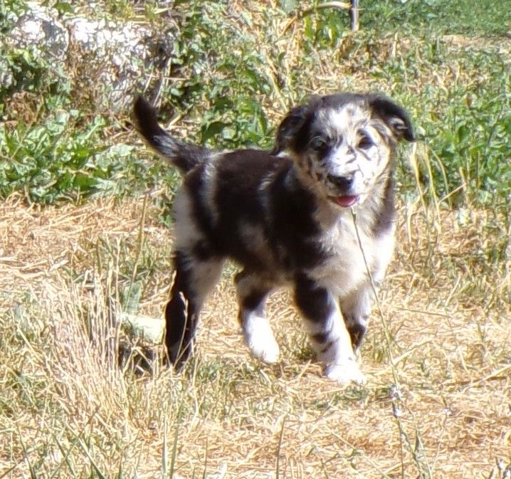 du Champ D'Onix - Chiots disponibles - Berger des Pyrenees à face rase